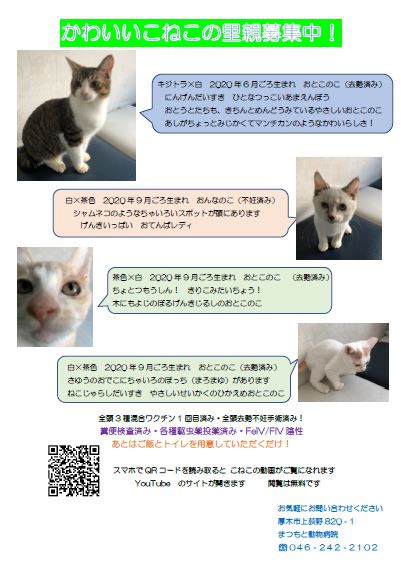 201203松本cat