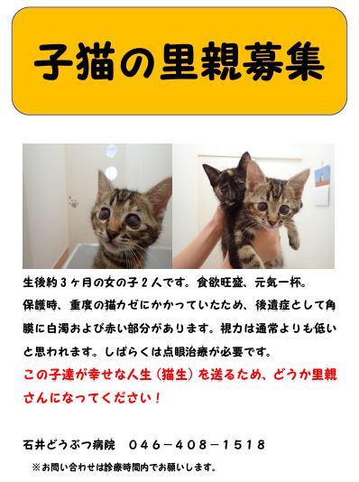 020706　石井cat