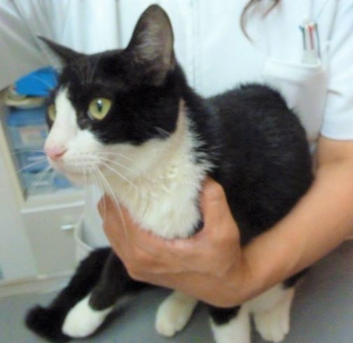 200912 小島cat