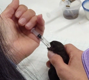 ヒメアマツバメ保護活動に関するレクチャーを開催しました